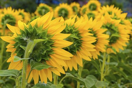Close-up sunflower blooming on a meadow. Sunflowers natural background. Focus on a petals of sunflowerの写真素材