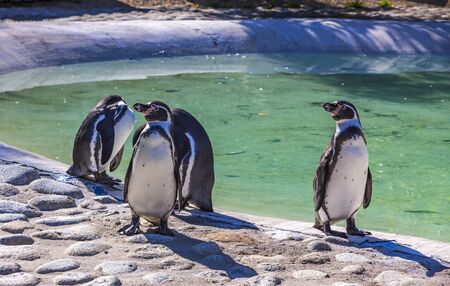 Humboldt Penguins (Latin: Spheniscus humboldti) is a South American penguin living mainly in the coastal Chile and Peruの写真素材
