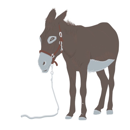 donkeyのイラスト素材