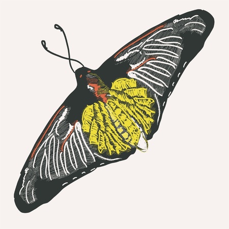 Flight of a butterflyのイラスト素材