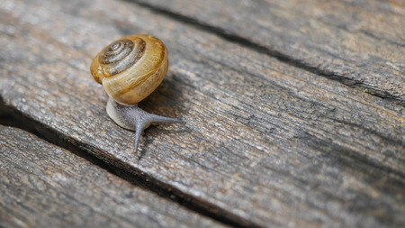 Snail walking alone on the  woodenfloorの写真素材