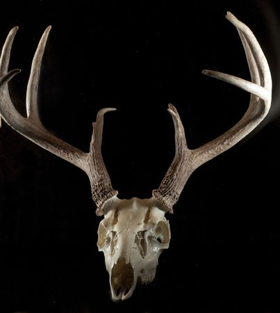 Closeup of whitetail deer skull on blackの写真素材