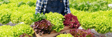 Agribusiness owner farmer working and hoding organic hydroponic vegetable in basket to preparing...