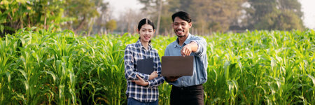 Two smart farmers pointing on vegetables field and using laptop to examining quality crop of corn...