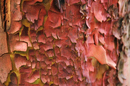 Bright orange and red tree barkの写真素材