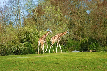 Giraffe Pairの写真素材