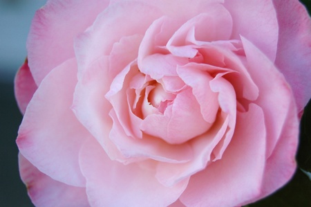 Pink Cameliaの写真素材