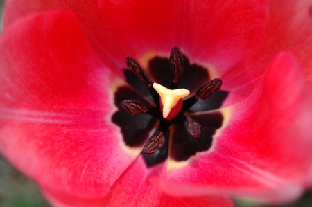 Red Tulip Petals
