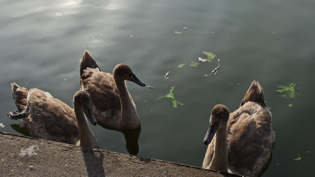 swans on the lake in the park in autumn, nature seriesの写真素材