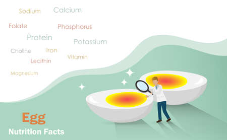 Nutrition facts of egg. Scientist use magnifying glass inspect boiled egg with nutrition facts on top. Organic healthy foods concept.のイラスト素材