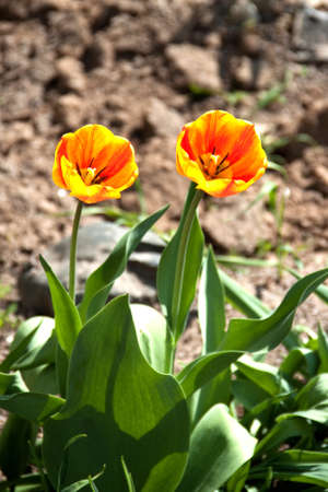 flowersの写真素材