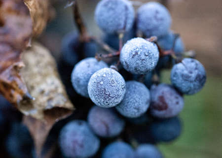 grapes after the first night frostの写真素材