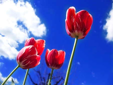 red tulips against a blue sky backgroundの写真素材