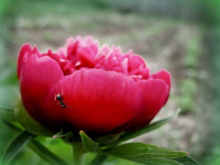 red flower and antの写真素材