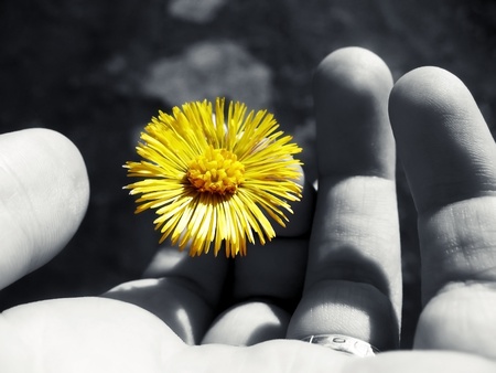 yellow flowerの写真素材