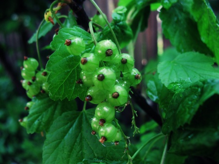 green berries after the rainの写真素材