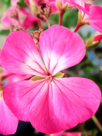 delicate pink flowerの写真素材