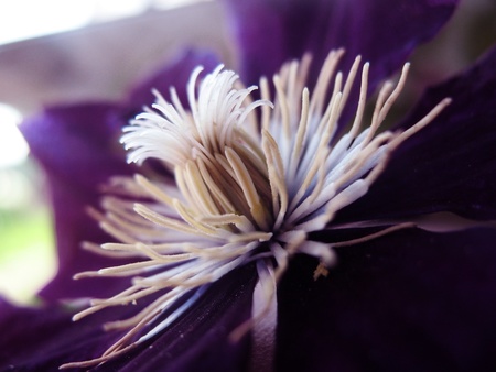 exotic white flowerの写真素材