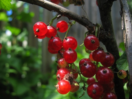 red berries and sun glareの写真素材
