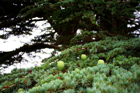 Pine cones on a Cedar of Lebanon. The mountains of Lebanon were once shaded by thick cedar forests and the tree is the symbol of the country. After centuries of persistent deforestation, the extent of these forests has been markedly reduced.の写真素材