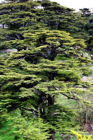 Cedar forest in Lebanon. The mountains of Lebanon were once shaded by thick cedar forests and the...