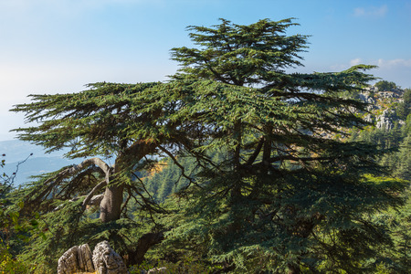 The mountains of Lebanon were once shaded by thick cedar forests and the tree is the symbol of the country.の写真素材