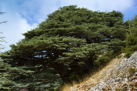 The mountains of Lebanon were once shaded by thick cedar forests and the tree is the symbol of the country.の写真素材