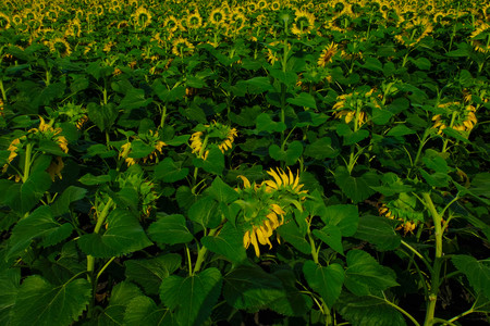 View of sunflowers field. Sunflowers turned towards the sun