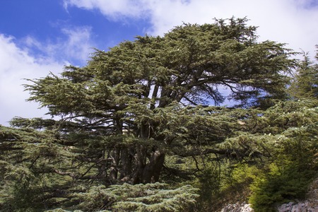 Cedar forest in Lebanon. The mountains of Lebanon were once shaded by thick cedar forests. The Cedar tree is the symbol of the Lebanon.の写真素材