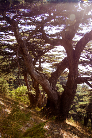 Cedar forest in Lebanon. The mountains of Lebanon were once shaded by thick cedar forests. The Cedar tree is the symbol of the Lebanon.の写真素材