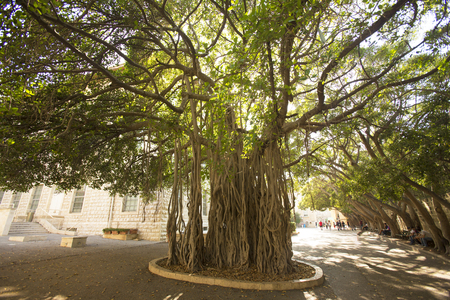The old tree in the courtyard of the American University of Beirut is an independent university in Beirut. Beirut, Lebanonの写真素材