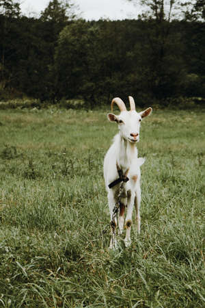 White goat crawling in the meadow on a cloudy dayの写真素材
