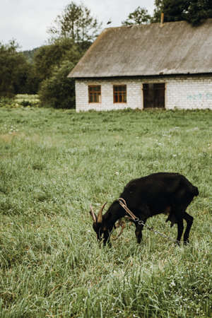 black goat eating green grass on a field in the countrysideの写真素材