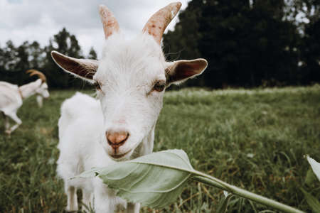 close up white goat on the green grassの写真素材