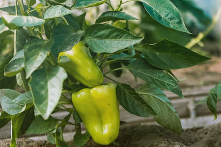 Close up of peppers grow in the greenhouse - Fresh healthy organic food, farming business concept.の写真素材