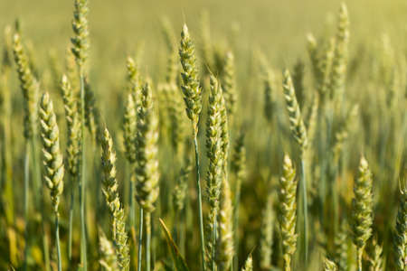 close-up of fresh ears of young green wheat on nature in summer field. ripening ears of wheat field.