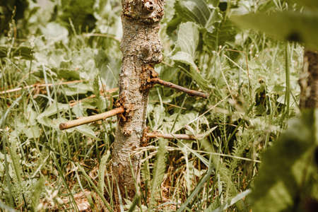 Grafting apple trees, pears with young cuttings.