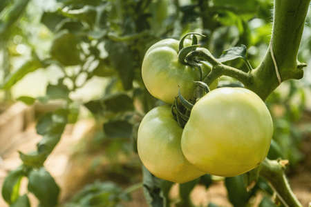 Green young tomatoes growing in greenhouse - Fresh healthy organic food, farming business concept.の写真素材