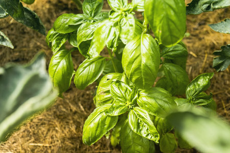 Basil in the greenhouse - Fresh healthy organic food, farming business concept.の写真素材