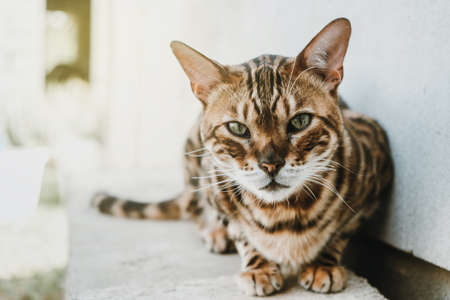 Bengal cat lies looking at the camera, cat on a white background.の写真素材