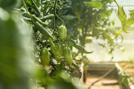 Peppers grow in the greenhouse - Fresh healthy organic food, farming business concept.の写真素材