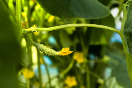 Close up of cucumber grow in the greenhouse - Fresh healthy organic food, farming business concept.
