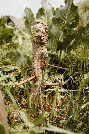 Grafting apple trees, pears with young cuttings. . High quality photo