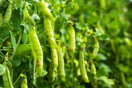 Green young peas growing in a greenhouse - fresh healthy organic food, agriculture business concept.の写真素材