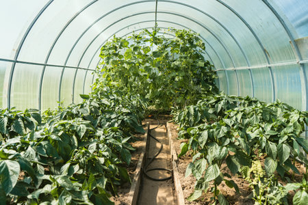 Unripe cucumbers and peppers grow in a greenhouse - Fresh healthy organic food, farming business concept.の写真素材