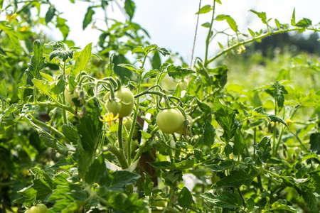 Green young tomatoes growing in greenhouse - Fresh healthy organic food, farming business concept.の写真素材