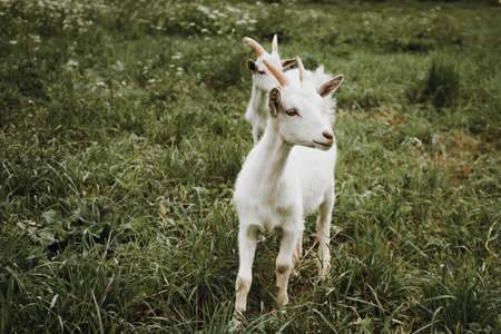 close up portrait of white goat on green grassの写真素材