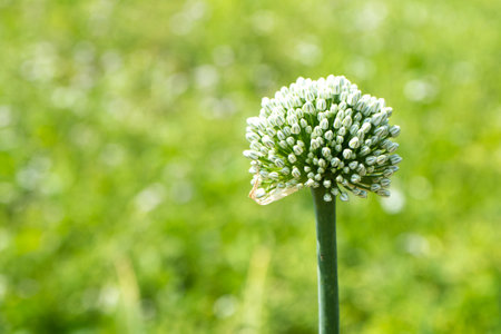 garlic flower on green backgroundの写真素材