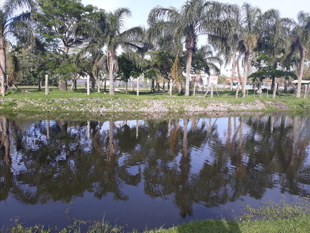 lake filled with shade from large treesの写真素材