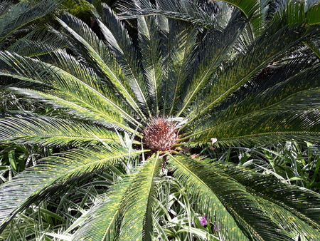 Exotic and giant plant with differentiated coreの写真素材